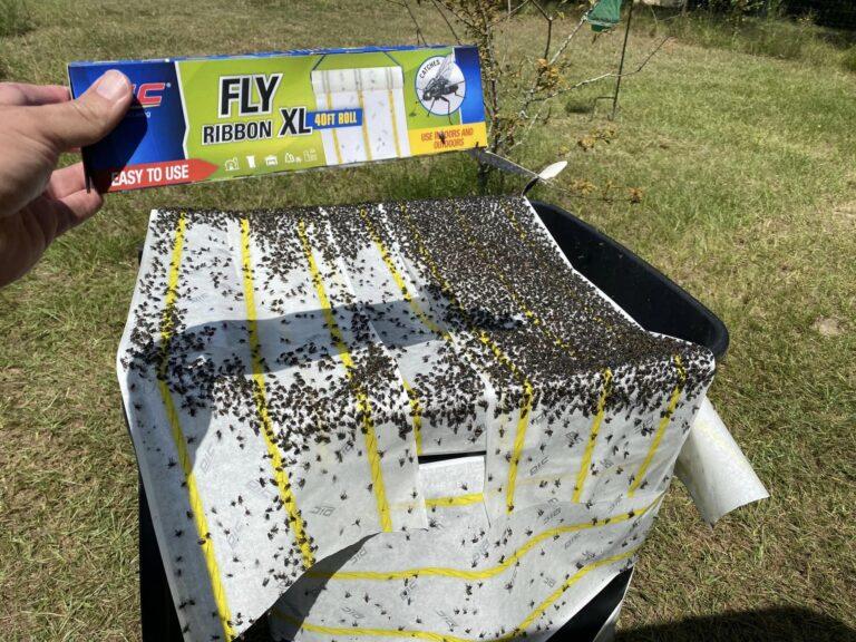 Flies cling to a trap. Photo courtesy of the Savannah Riverkeeper