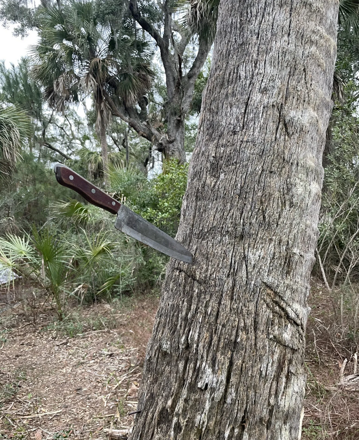 Campers left a knife embedded in a tree on Twin Palms in January.