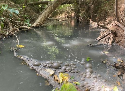 An EPD agent found grey, bubbling water in a tributary of the Little River while investigating a fish kill last summer. The pollution was traced back to a farm that received soil amendments. Photo from EPD report