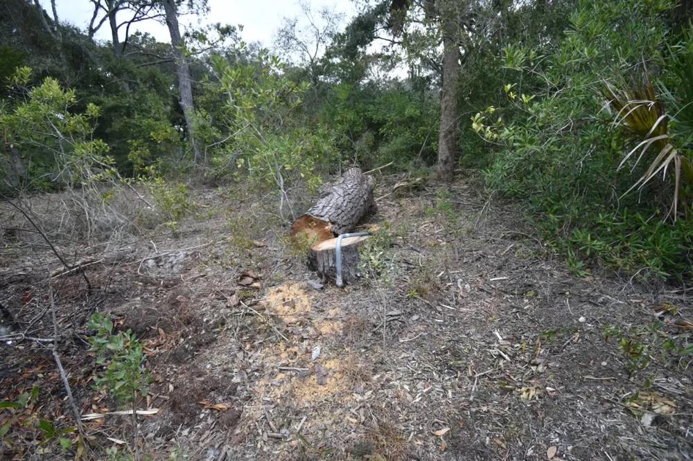Several trees have been felled at the Twin Palms campsite on Little Tybee. As a nature preserve, the felling of even dead trees is forbidden. Credit: Stewart Dohrman