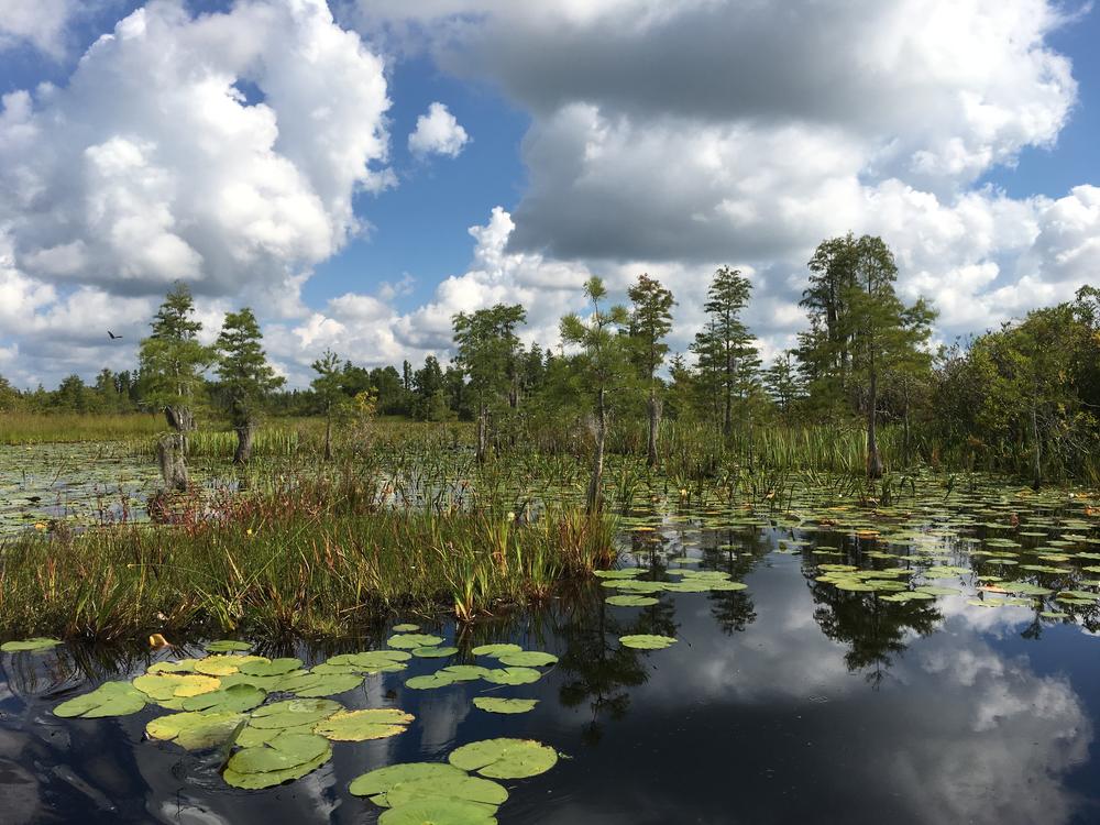 Okefenokee National Wildlife Refuge