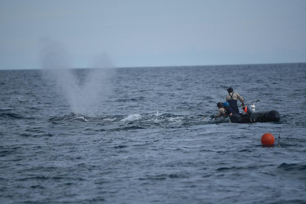 On the open ocean, a whale is seen blowing air, while two people approach it in a small inflatable boat.