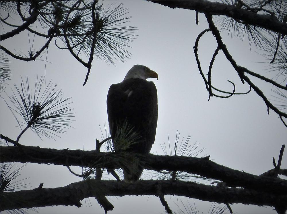 A bald eagle roosts at Crooked River State Park in Camden County, Georgia.