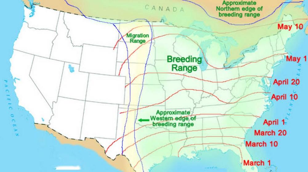 This migration map shows when hummingbirds begin and end their springtime migration. From start to finish, it takes about two months for these little creatures to get where they need to be before summer. courtesy of Hummingbirds Plus 