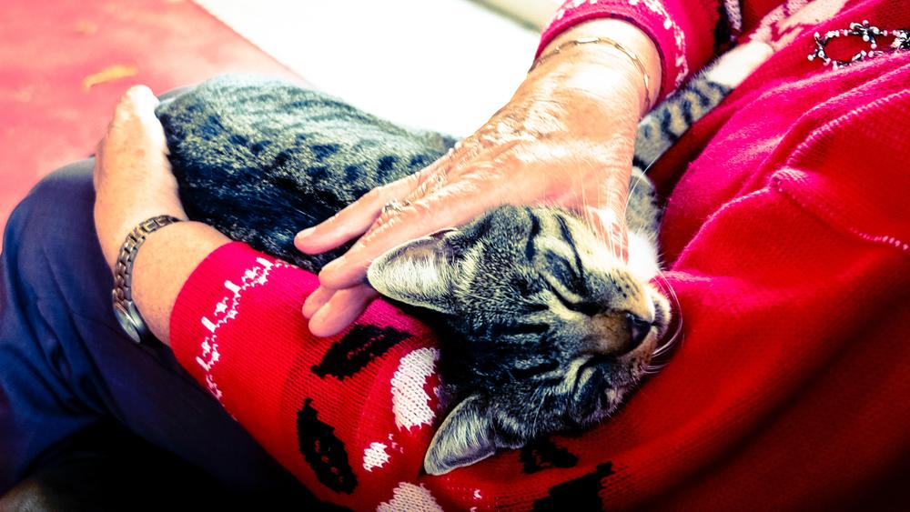 Grey tabby cat sleeping on person's arm