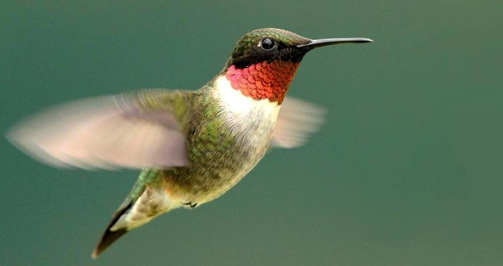 The ruby-throated hummingbird is the most common species of hummingbird in Georgia. 