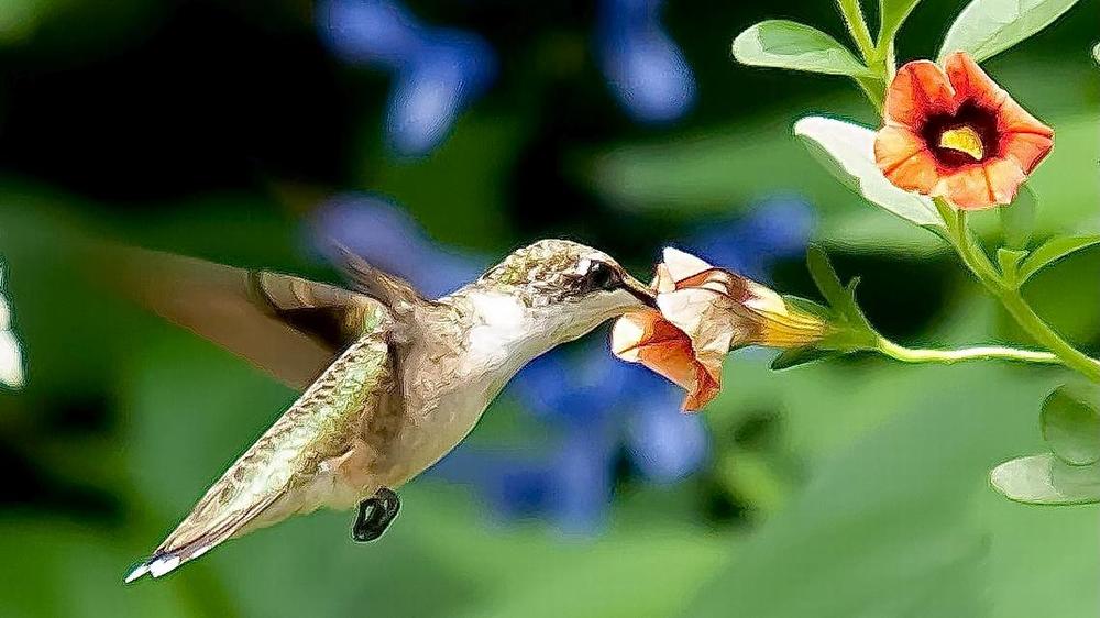 A Ruby-throated Hummingbird found the Superbells Tangerine Punch calibrachoa at The Garden Guy’s house to his liking, including spending extra time on an old blossom. 