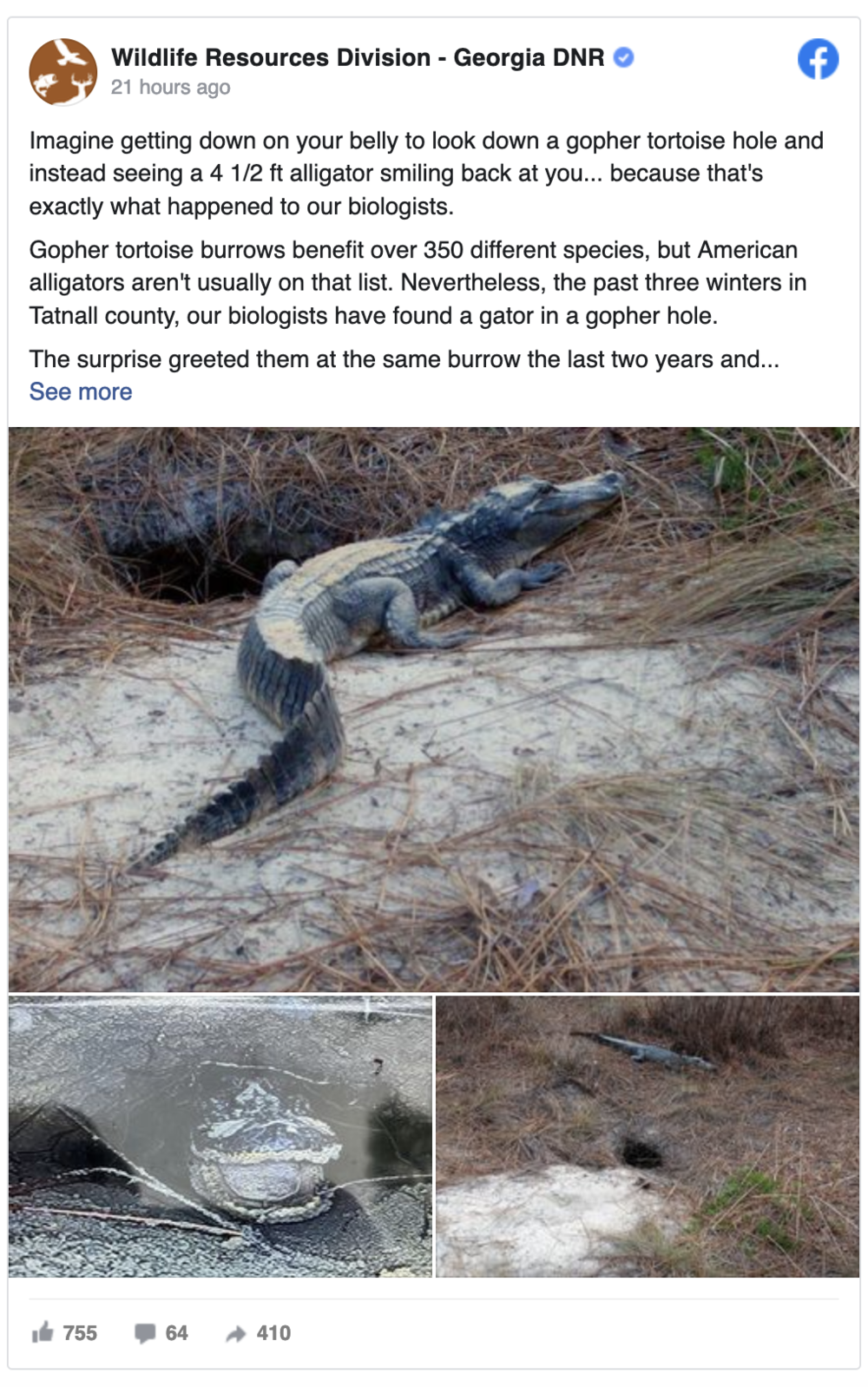 Georgia DNR Facebook post about alligator in gopher tortoise