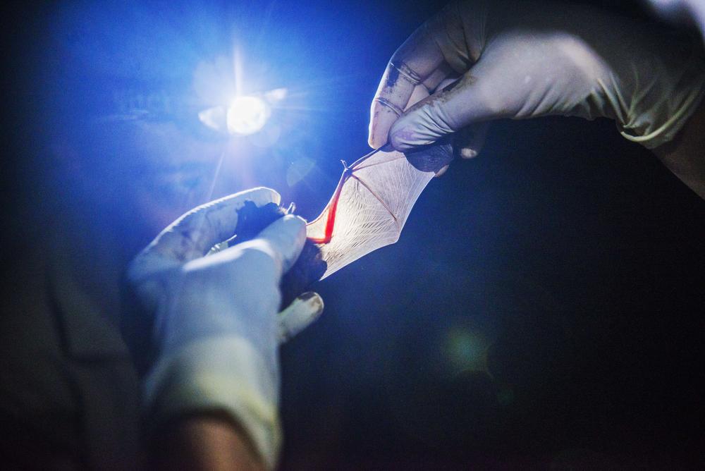 Researchers examine an evening bat while handling it for scientific measurements during a night of data collection on creek in Macon in 2015. The data collected that night is just one point in a just published seven year study of Georgia's bats.