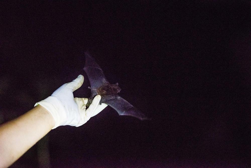 A female evening bat is released by researchers in Macon in 2015. 