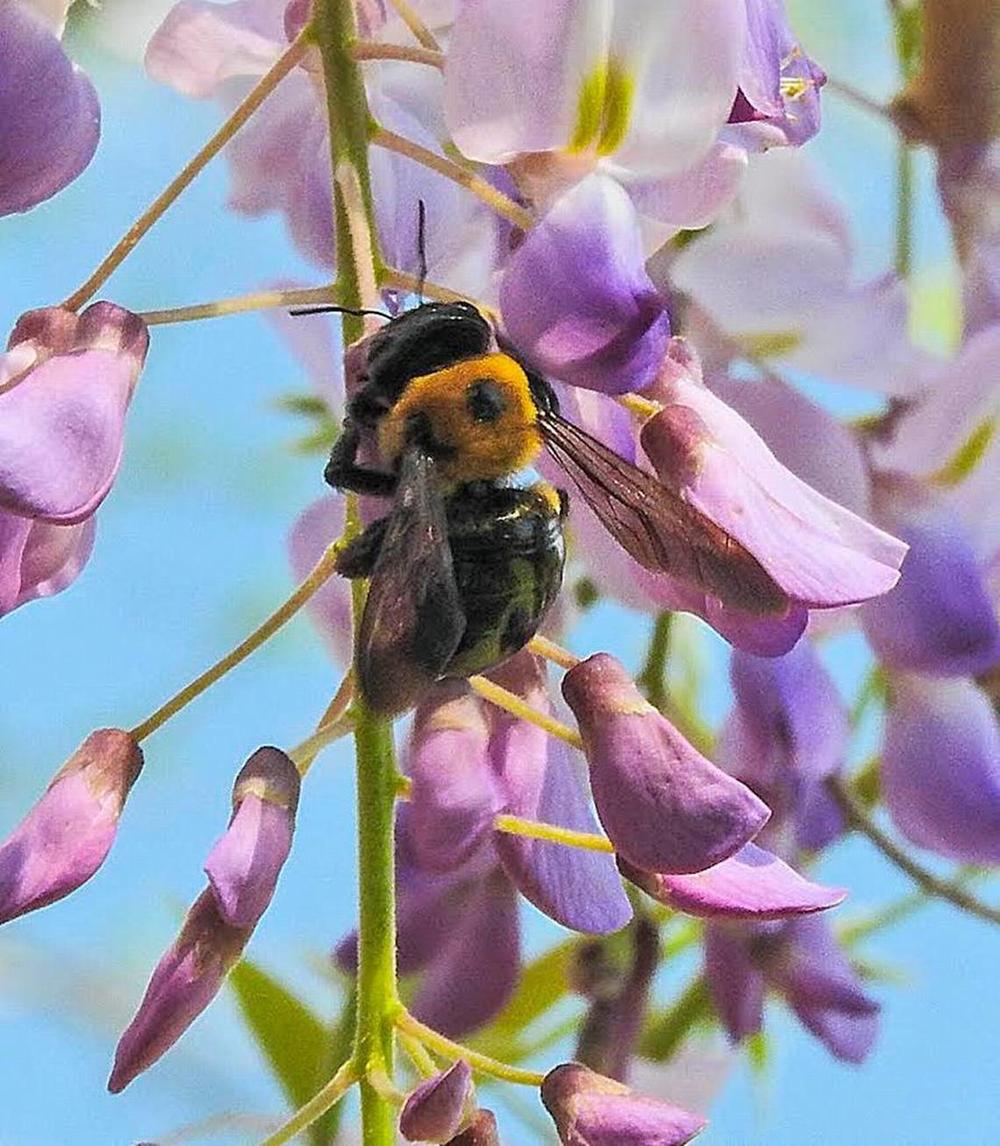 The carpenter bee, pictured here, is sometimes mistaken for a bumble bee. 