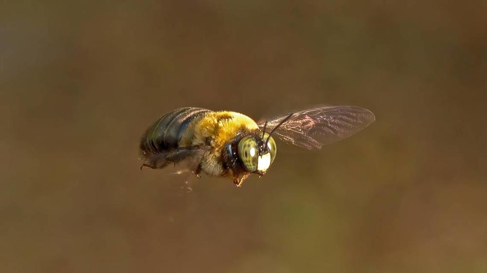 A male carpenter bee