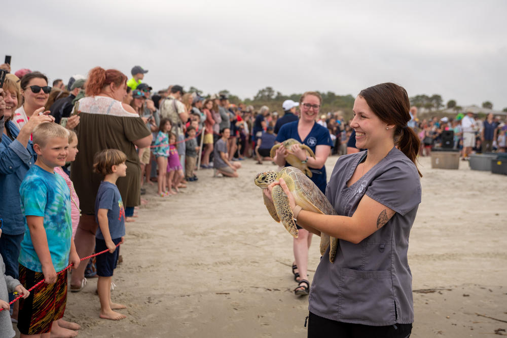 On Wednesday, April 4, more than one thousand supporters gathered on Great Dunes Beach Deck Jekyll Island, Georgia to cheer the turtles on.