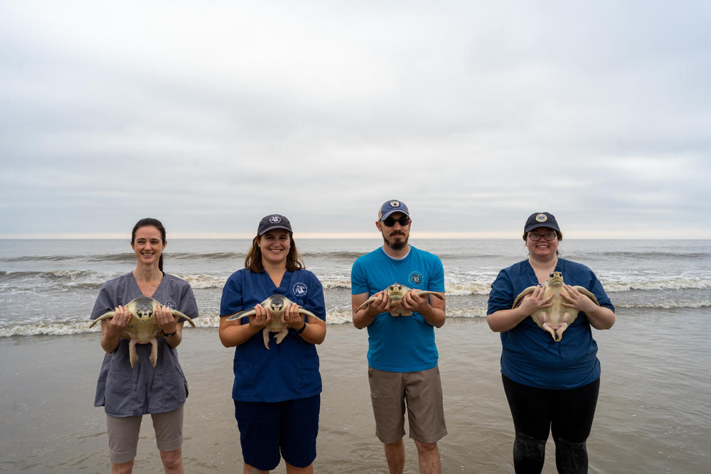 On Wednesday, April 4, more than one thousand supporters gathered on Great Dunes Beach Deck Jekyll Island, Georgia to cheer the turtles on.