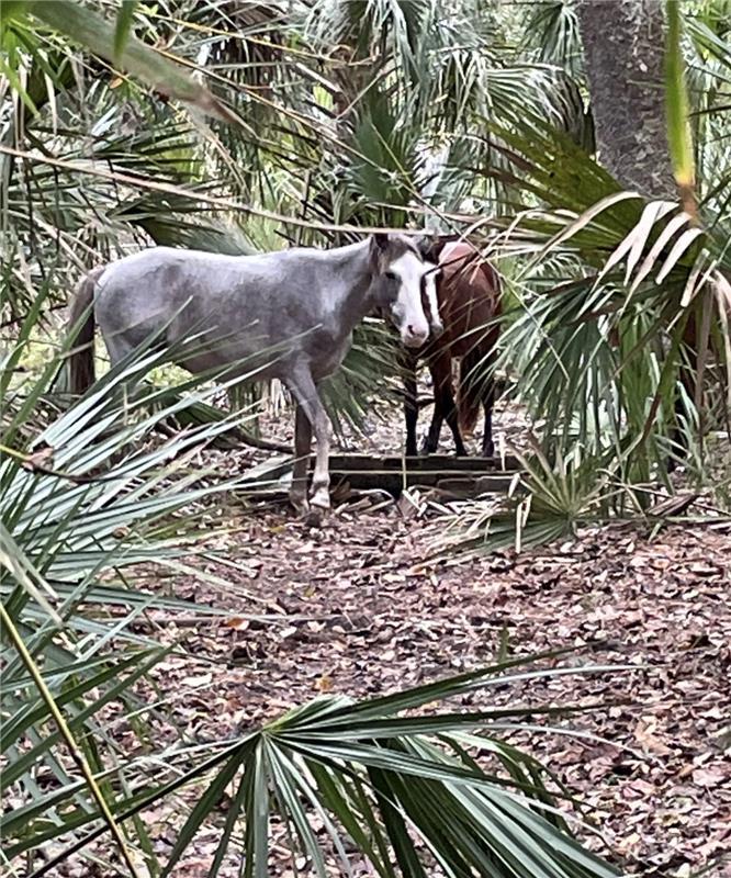 Horses drink from one of the few sources of fresh water on the island