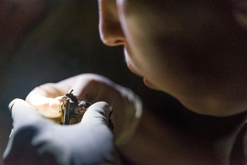 Rebekah Tuck blows gently into the face of a female evening bat while handling it for scientific measurements during a night of data collection on creek in Macon in 2015. The data collected that night is just one point in a just published seven year study of Georgia's bats.