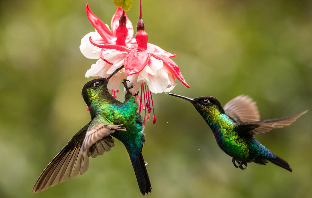 Two Fiery-throated hummingbirds feeding on flower.