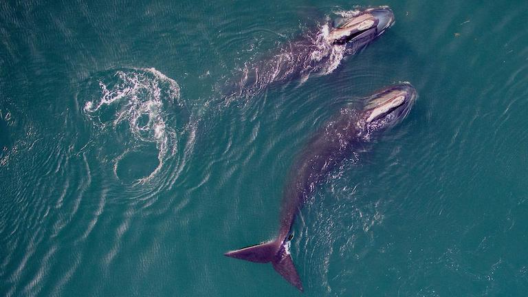 2 whales photographed from above.