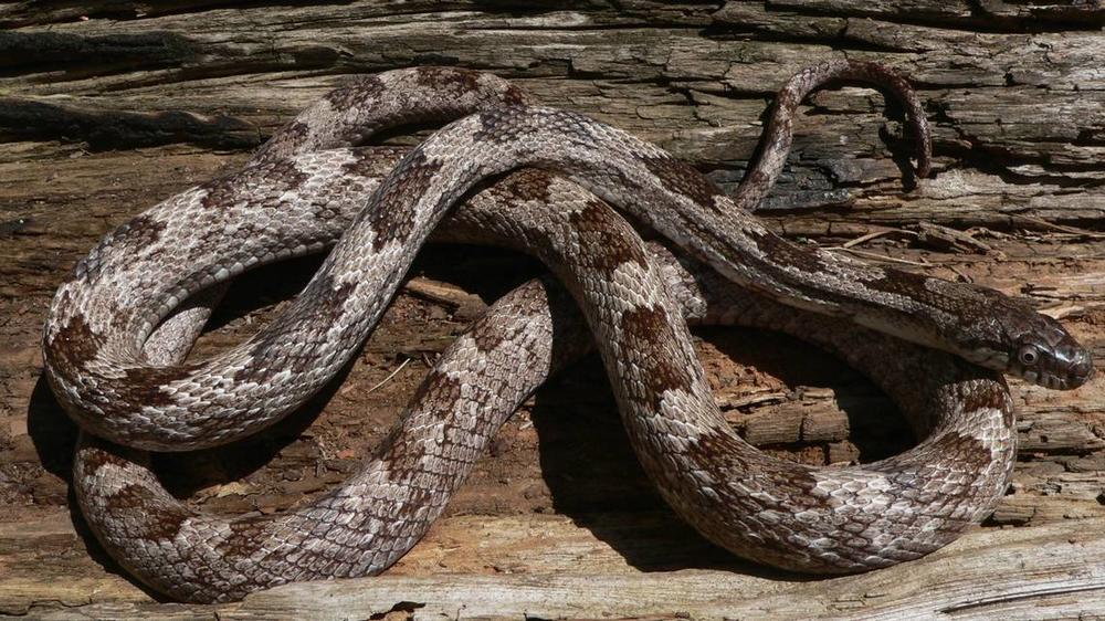 Rat snake