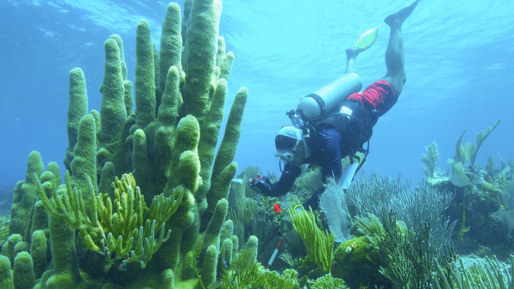 Coral scientist Myles Phillips takes photos of a pillar coral in a shallow area of the Crown.