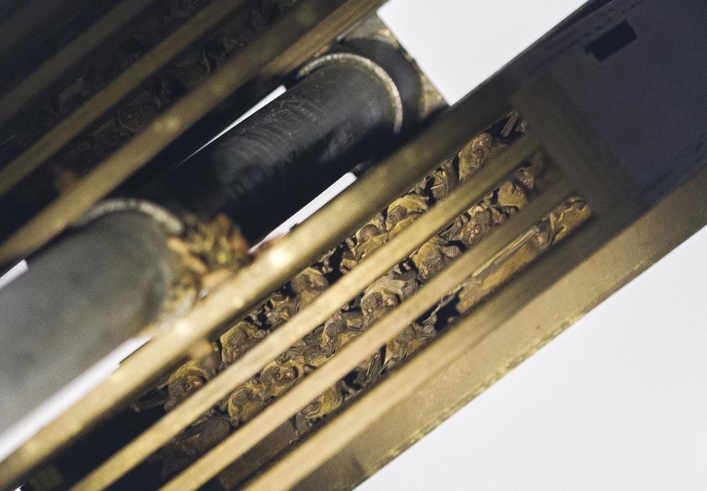 Mexican free-tailed bats huddle inside a bat box in Macon. Volunteers counted about 150 bats emerging from the box later. That's 100,000 times fewer than the size of the colony under one bridge in Austin, Texas.