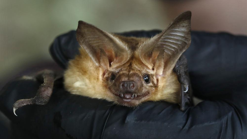 bat