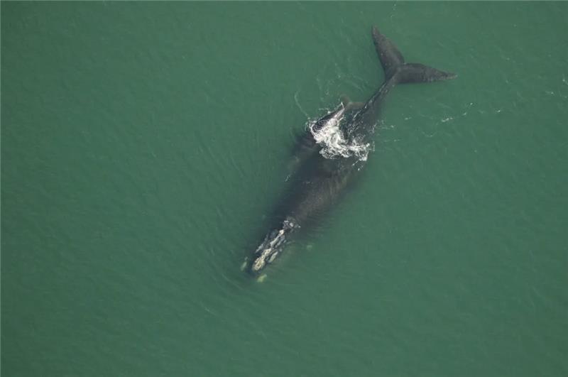 Right whale and calf off little St. Simons Archipeligo (right whale catalog #3370) and her new calf swim off Little St. Simons on Dec. 8, 2022.