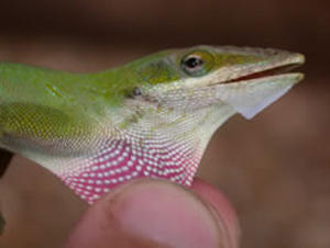 Green Anole lizards have neck fans called dewlaps that expand to mark their territory.