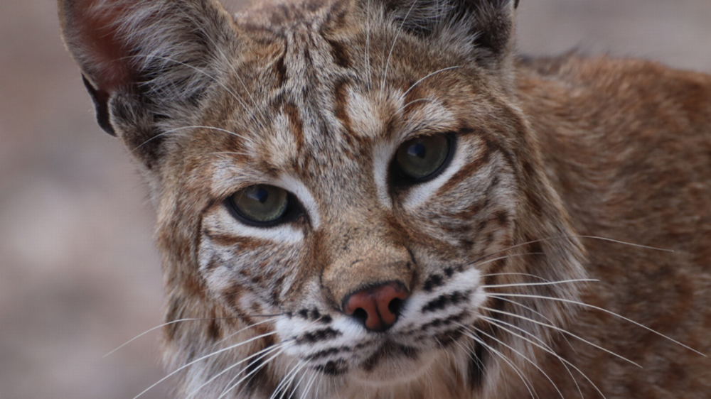 bobcat