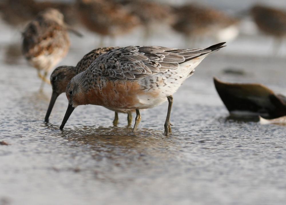 Red knots feeding Credit: Brad Winn/Ga. DNR