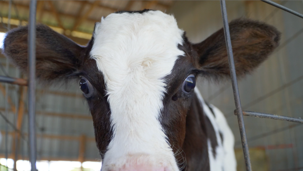 Young Cow at Mountain Fresh Creamery