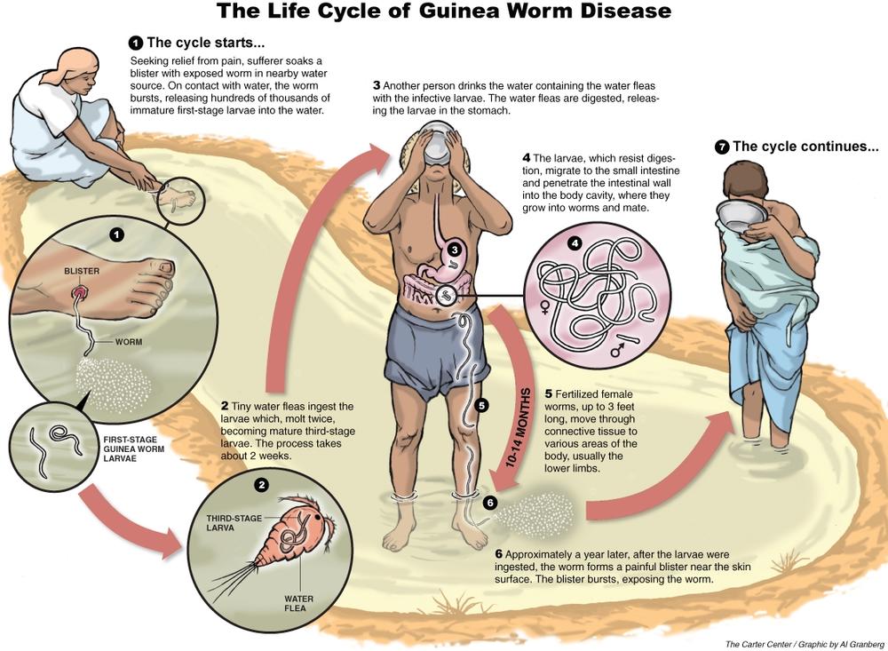 Guinea Worm Life Cycle