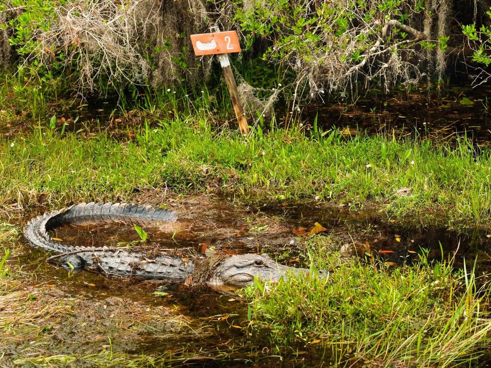 An alligator rests on a peat blowup in the Okefenokee Credit: Justin Taylor