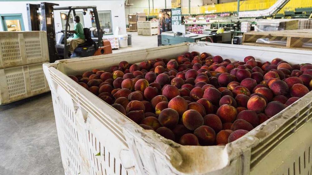 Peaches ready for packing and shipping at Lane Packing, a peach farm in Fort Valley, Ga., in 2017.