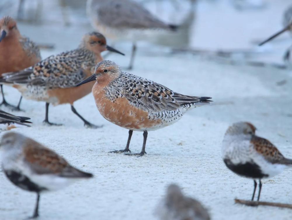  Red knots fatten up on Georgia beaches before migrating north to the Arctic to raise young. Credit: Fletcher Smith/GA DNR