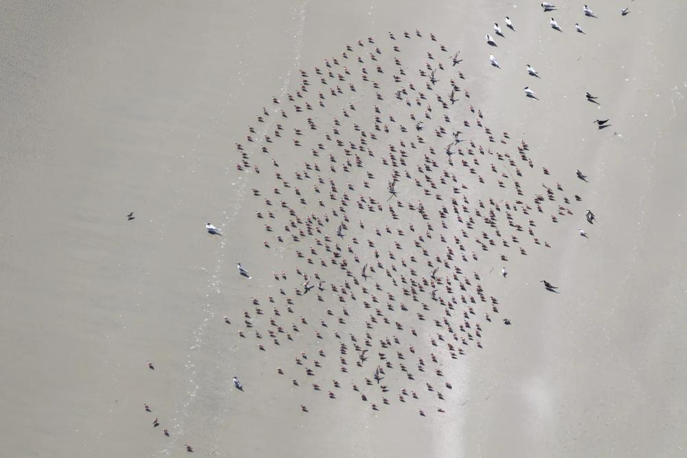  Red knots on the beachDNR researchers photograph red knots from the air then use a computer program to put a red dot on each bird and count the dots. Credit: Fletcher Smith/GA DNR