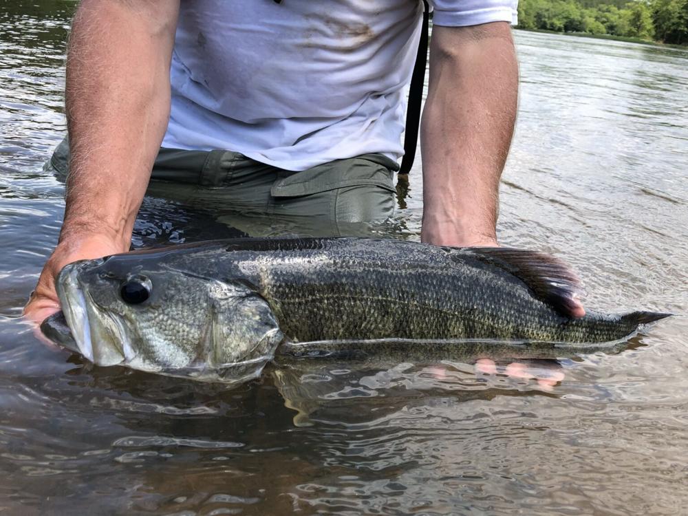 A schoal bass in the Flint river