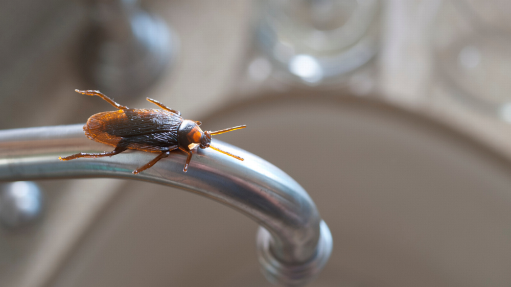 a cockroach on a faucet