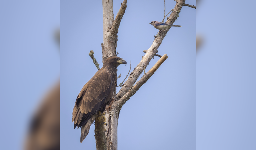 Young Bald Eagle