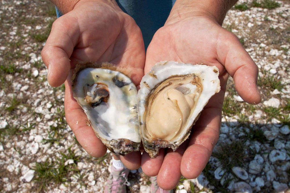 An oyster is held open, resting on two outstretched hands.