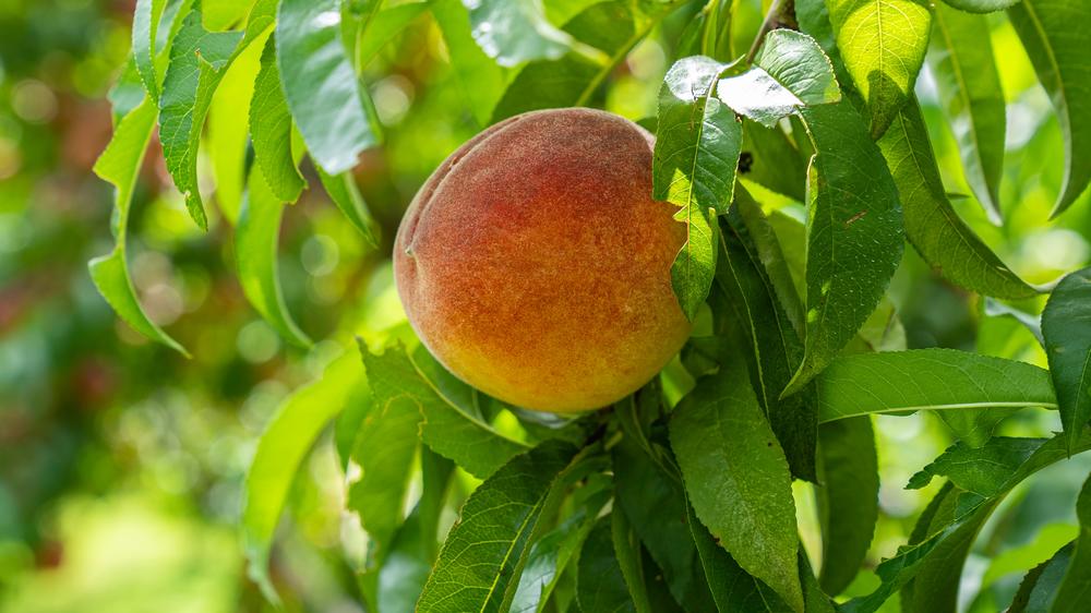 peach hanging on a tree