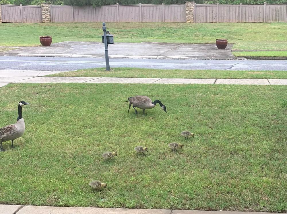 Every summer, Canada geese in Georgia lose and then regrow their flight feathers in a process called molting. This leaves them flightless for about a month. Georgia Department of Natural Resources/Patricia Duboise