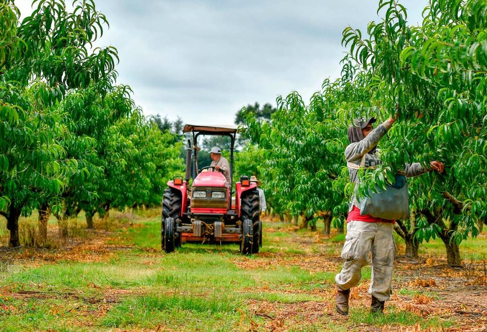 A Dickey Farms worker picks a peach in an ordcard in Byron Monday morning. Dickey along with other Middle Georgia peach farmers sustained a substantail loss in the years crop due to lack of chill hours and a late freeze.