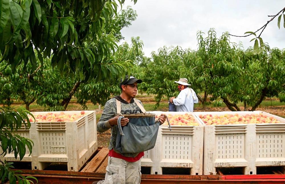 Dickey Farms workers pick peaches in an orchard in Byron on a Monday morning in June 2023. Dickey along with other Middle Georgia peach farmers sustained a substantail loss in the years crop due to lack of chill hours and a late freeze.