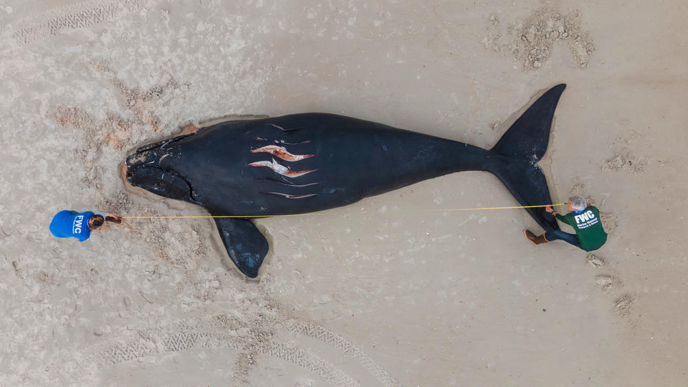 Approximately 22-foot-long dead right whale calf. The one-month old, male calf of Catalog #3230 beached on Anastasia State Park in St. Augustine, FL on February 13, 2021. The calf had injuries consistent with a vessel strike, including fresh propeller cuts on its back and head, broken ribs, and bruising. Photo: FWC/Tucker Joenz, NOAA Fisheries permit #18786