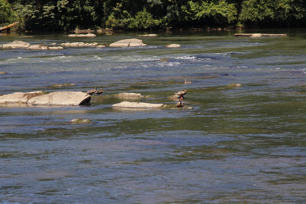 Ducks swim in the Chattahoochee River.