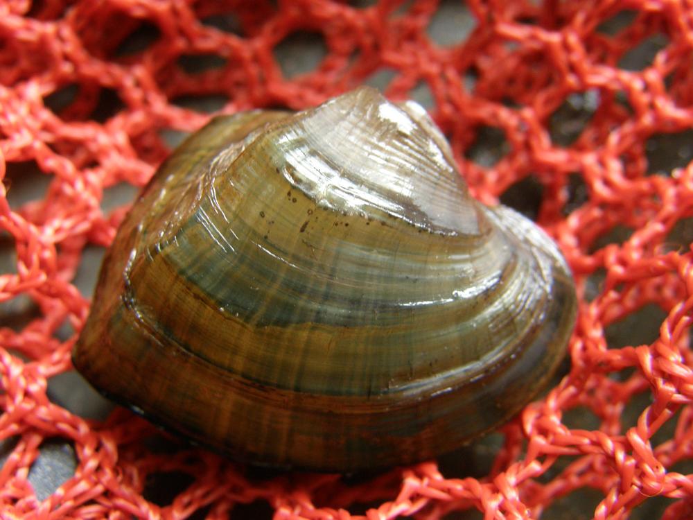 The southern elktoe is a rare freshwater mussel found only in the Apalachicola, Chattahoochee, and Flint River Basins. The U.S. Fish and Wildlife Service proposed in June, 2023 to add the southern elktoe to the endangered species list. Photo credit: J.Wisniewski (GADNR)