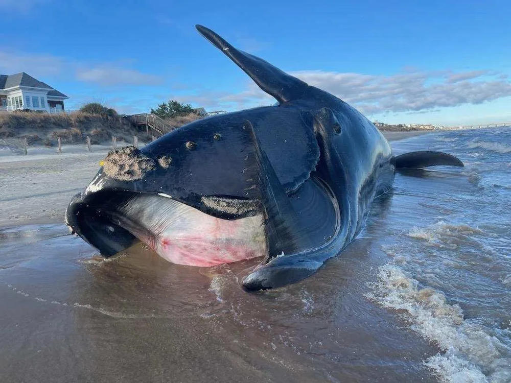 A dead North Atlantic right whale stranded on Virginia Beach, and was later identified as right whale #3343. The New England Aquarium identified the whale as right whale #3343, a 20-year-old male. His last confirmed sighting was on Dec. 26, 2022, off the coast of Georgia. Experts determined the injuries are consistent with a vessel strike. 