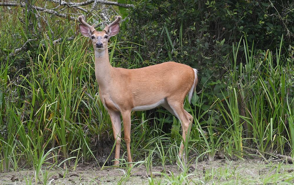 A white-tailed buck in Gwinnett County is among the 1 million of its deer species roaming Georgia’s woodlands, farmlands and urban areas.