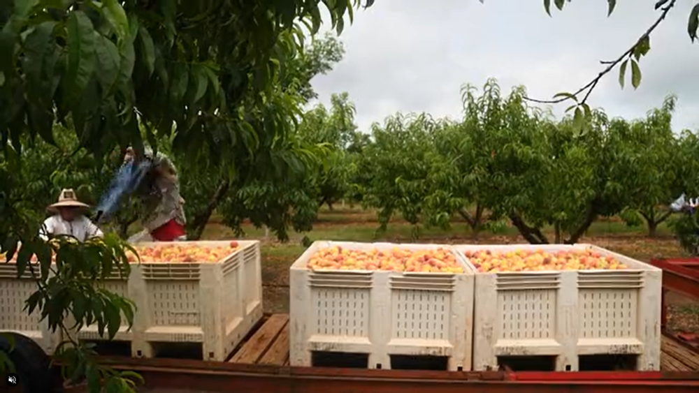 Lee and Robert Dickey with Dickey Farms discuss the 2023 peach crop. Lack of chill hours and a late freeze has caused a substantial loss in the crop.  